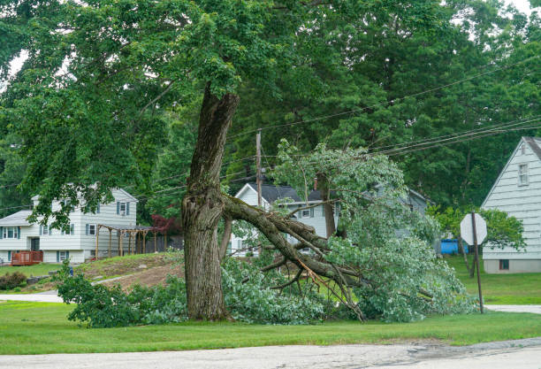 How Our Tree Care Process Works  in Dillonvale, OH